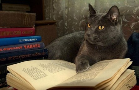 cats_reading_books_9