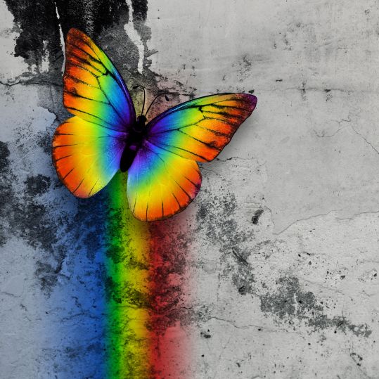 47072077 - bright rainbow butterfly on monochrome grange wall